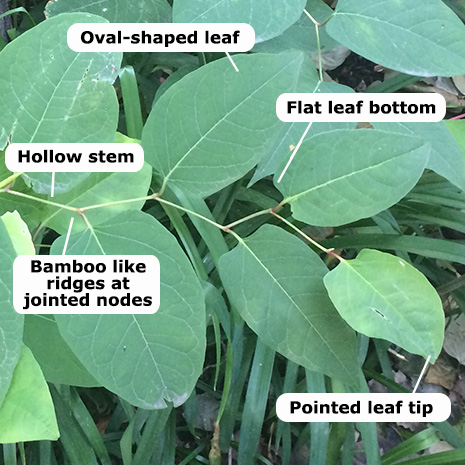 Japanese Knotweed | Strathcona County