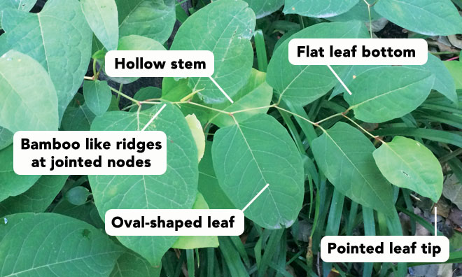 Japanese Knotweed | Strathcona County