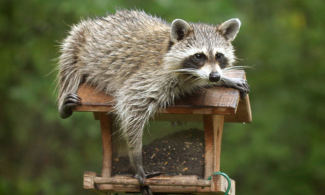 Raccoons | Strathcona County